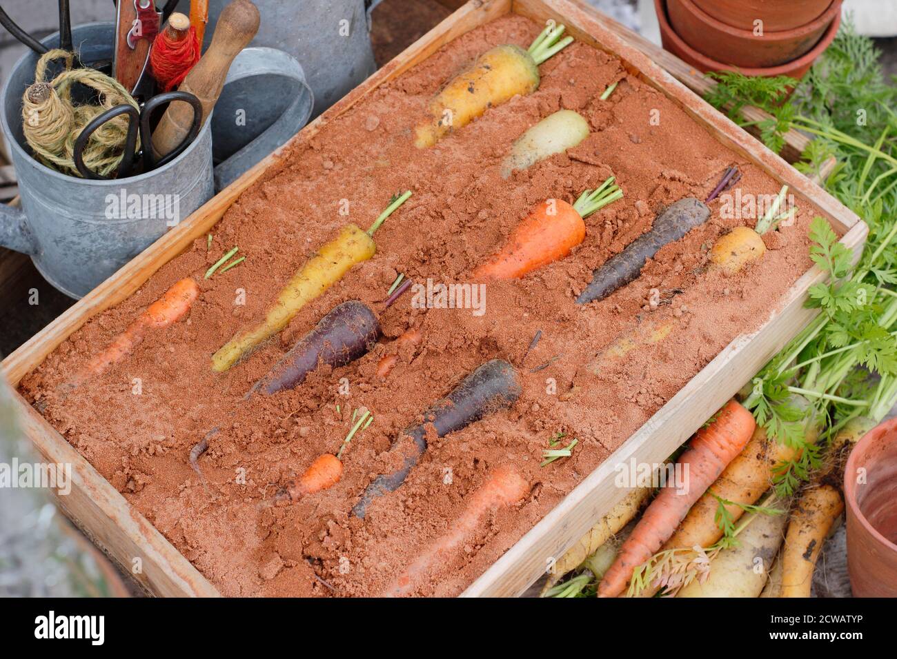 Almacenar las zanahorias arcoiris en una caja de madera de arena húmeda - capa superior de arena omitida para mostrar verduras. Foto de stock