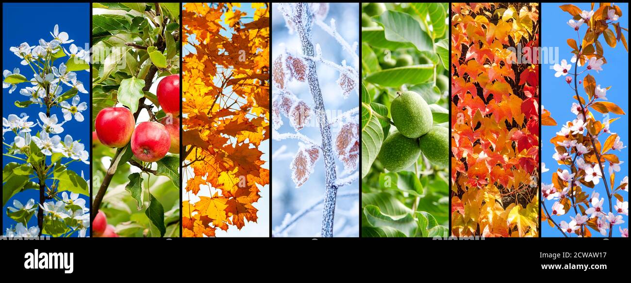 Collage de fotografías de la naturaleza que representan las estaciones: Primavera, verano, otoño e invierno. Foto de stock