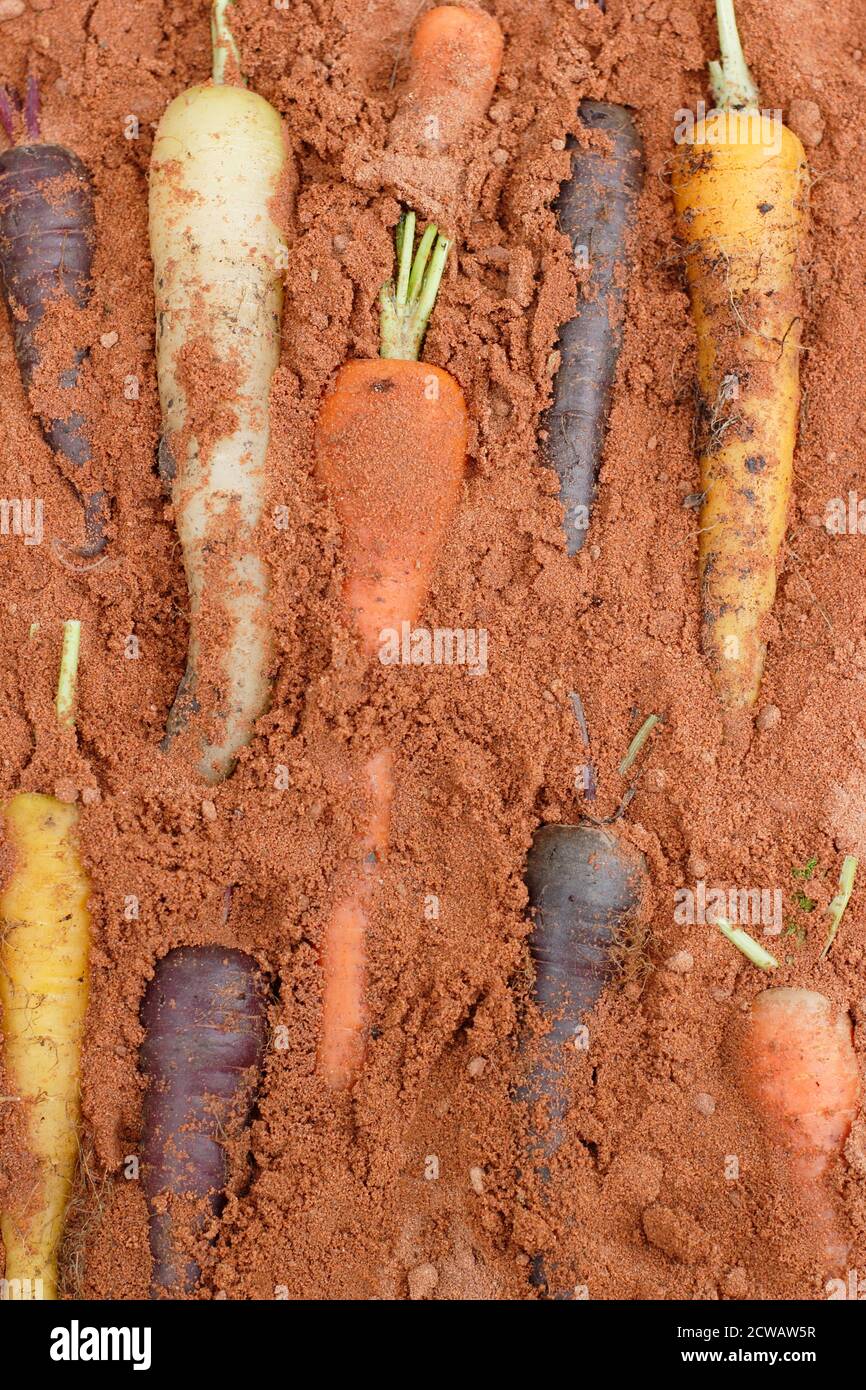 Almacenar las zanahorias arcoiris en una caja de madera de arena húmeda - capa superior de arena omitida para mostrar verduras. Foto de stock