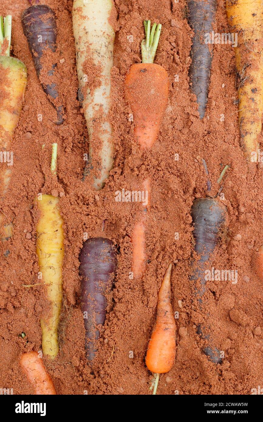 Almacenar las zanahorias arcoiris en una caja de madera de arena húmeda - capa superior de arena omitida para mostrar verduras. Foto de stock