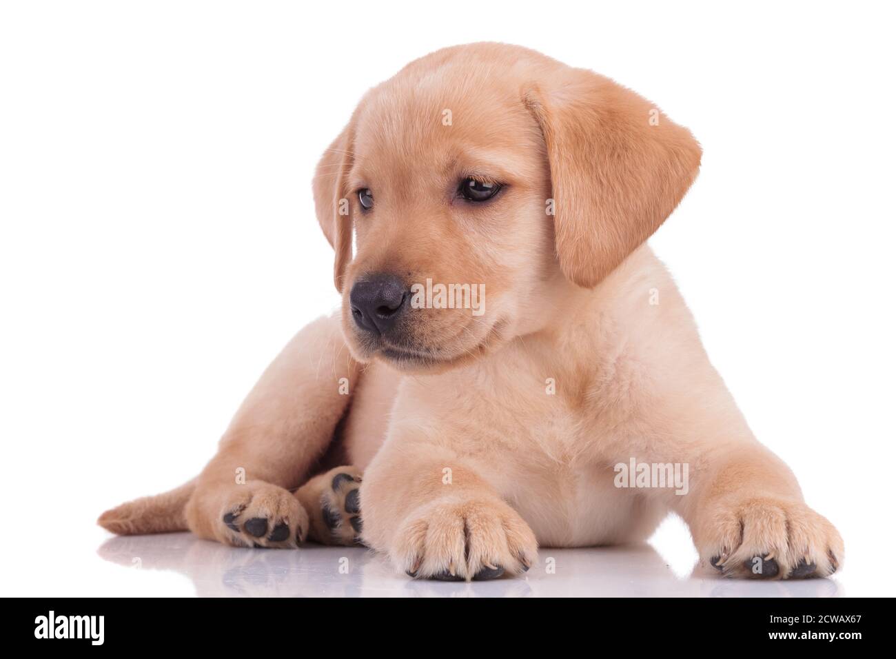 lindo bebé labrador retriever tumbado y mirando al lado sobre fondo blanco  Fotografía de stock - Alamy