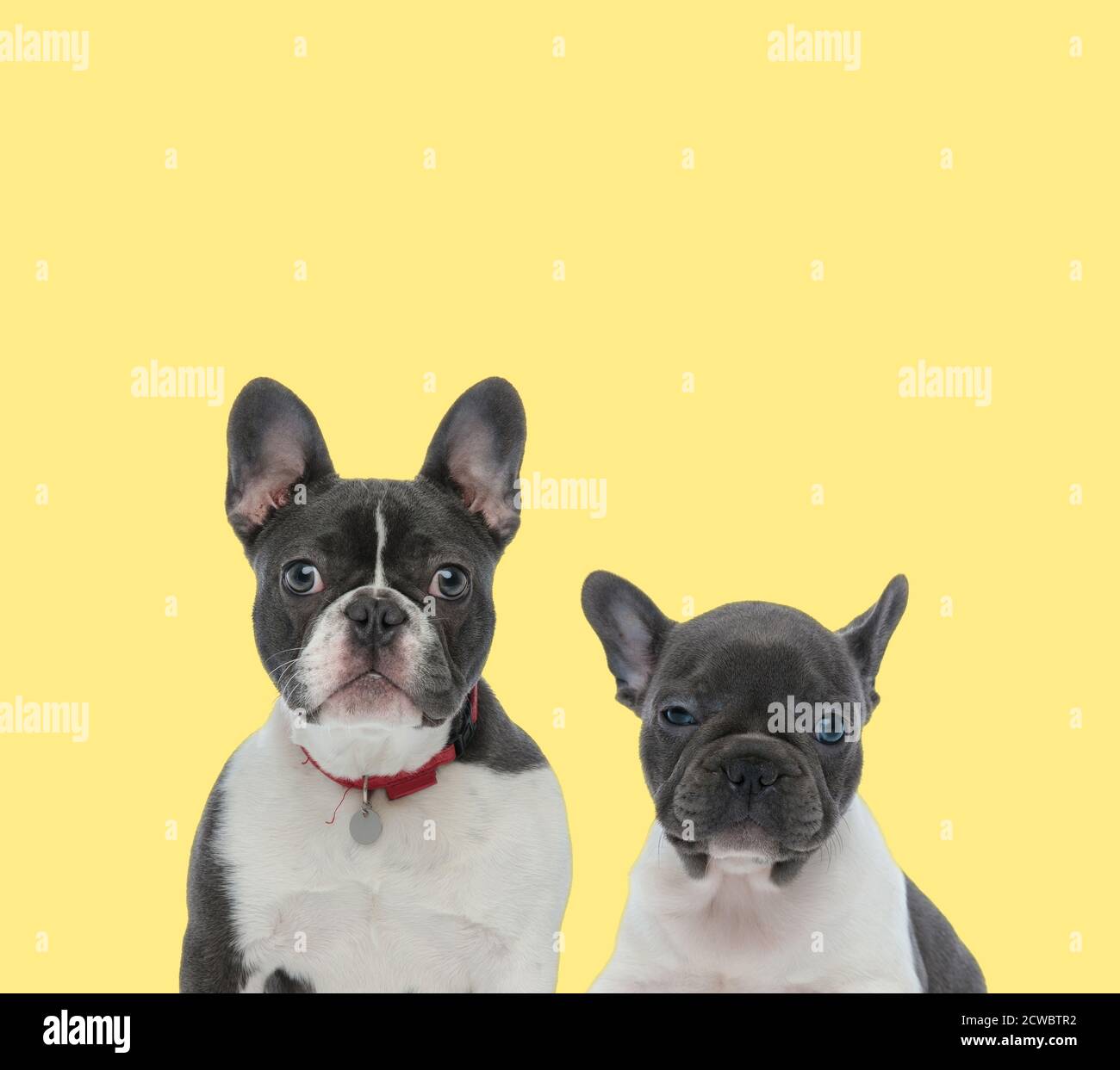 Lindo Y Maduro Perro Bulldog Frances Con Cuello Rojo Al Lado Un Bulldog Frances Bebe Sobre Fondo Amarillo Fotografia De Stock Alamy Lindo Y Maduro Perro Bulldog Frances Con Cuello Rojo Al Lado Un Bulldog Frances Bebe Sobre Fondo Amarillo Fotografia De Stock Alamy