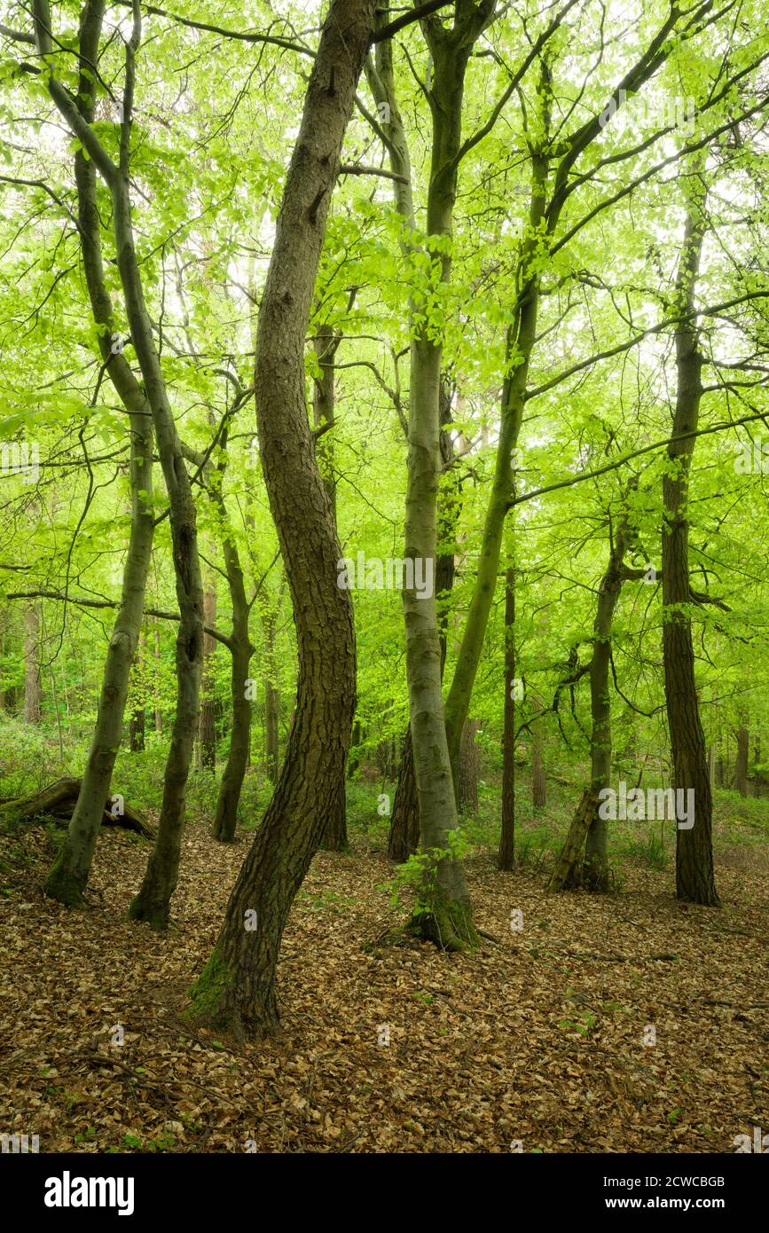Bosque caducifolio de hoja ancha fotografías e imágenes de alta