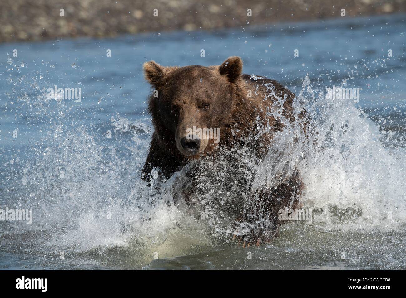 Oso marrón costero de Alaska Foto de stock