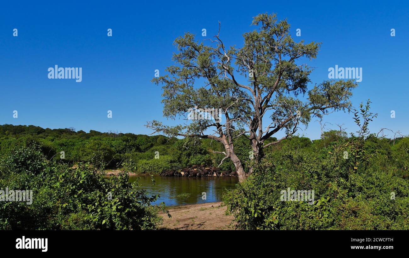 Manada de búfalos africanos (búfalo de cabo, caffer de syncerus) agua potable en el pozo de agua de un bosque en el Parque Nacional de Chobe, Botswana, África. Foto de stock