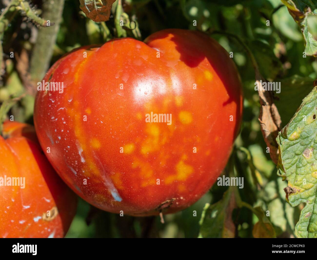Bichos estinados - hacer un tomate tienen manchas amarillas y manchas donde se han alimentado. Foto de stock