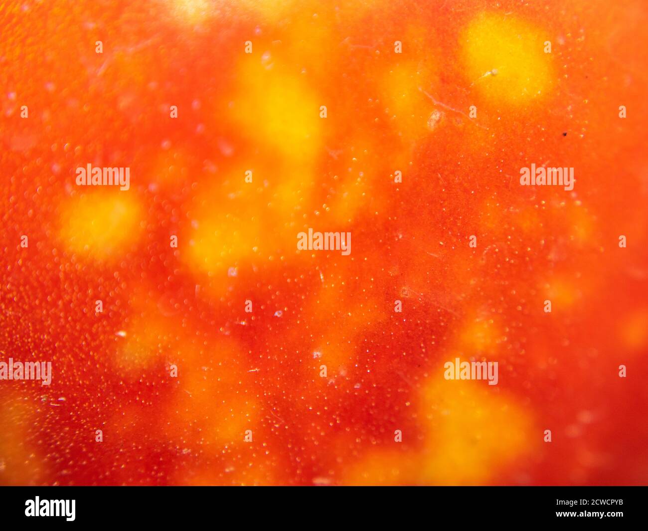 Bichos estinados - hacer un tomate tienen manchas amarillas y manchas donde siempre han alimentado, macro Foto de stock