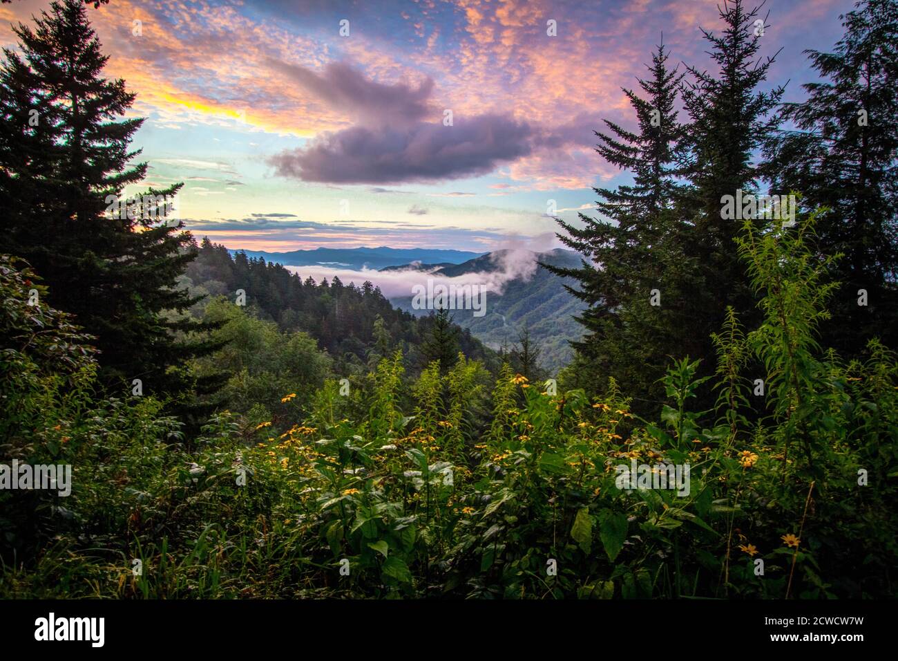 Great Smoky Mountains Sunrise y Wildflowers. Smoky Mountain amanecer con flores silvestres en primer plano en el nuevo Gap en las Great Smoky Mountains Foto de stock