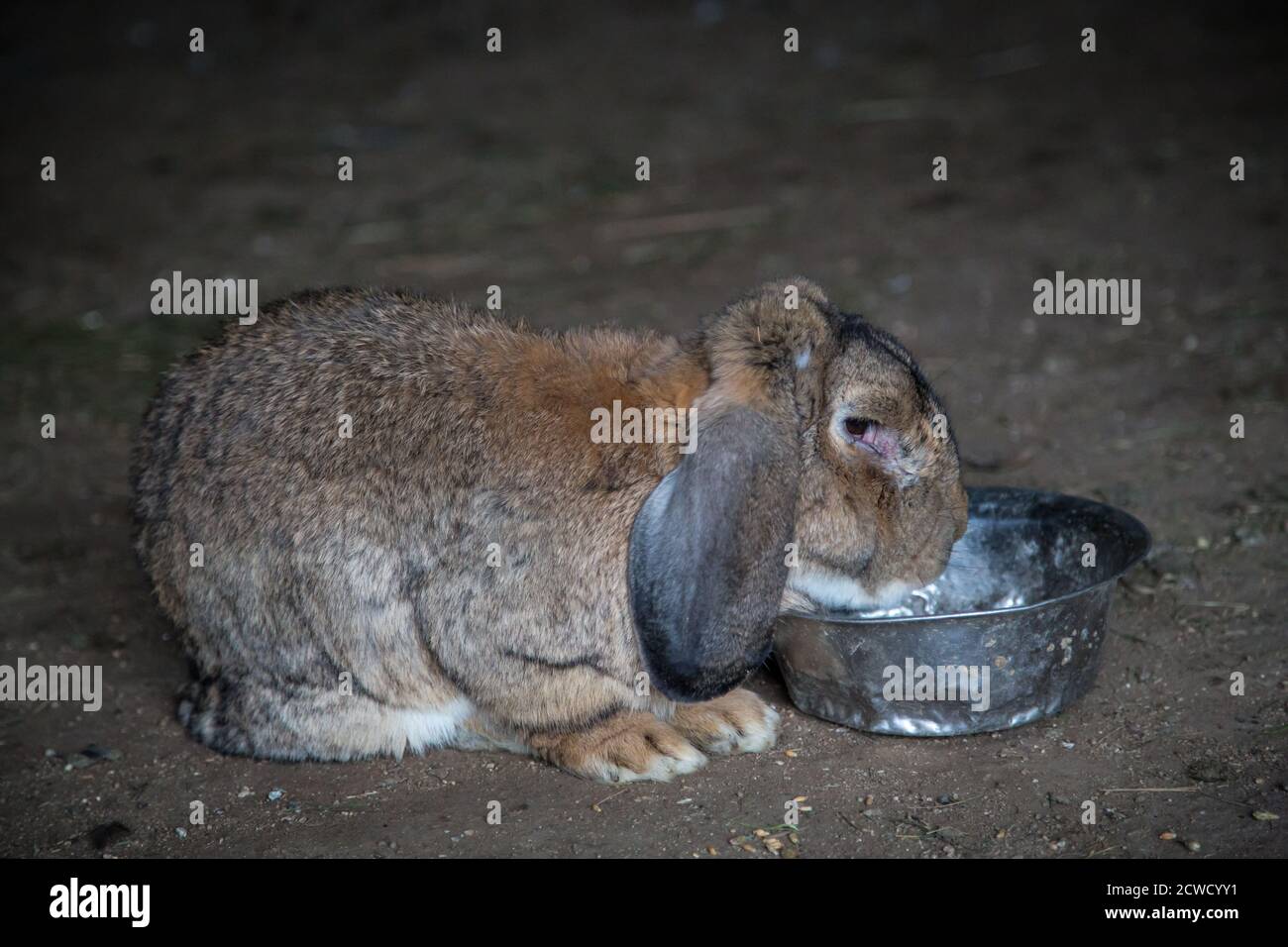 Viejo conejo marrón con orejas floppy comiendo de un tazón Foto de stock