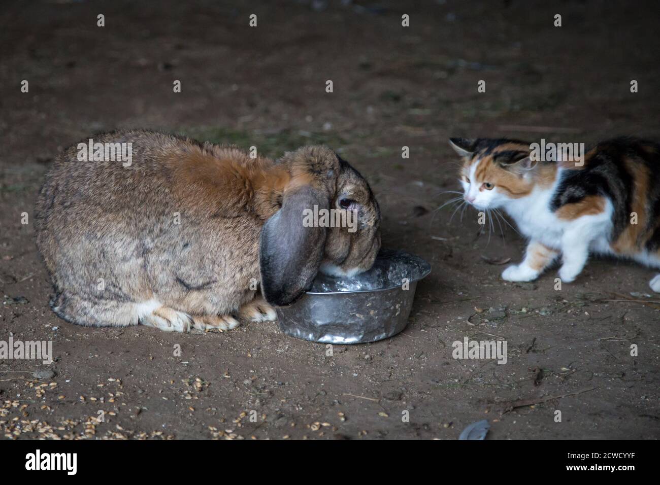 Amigos animales, gato y conejo Foto de stock