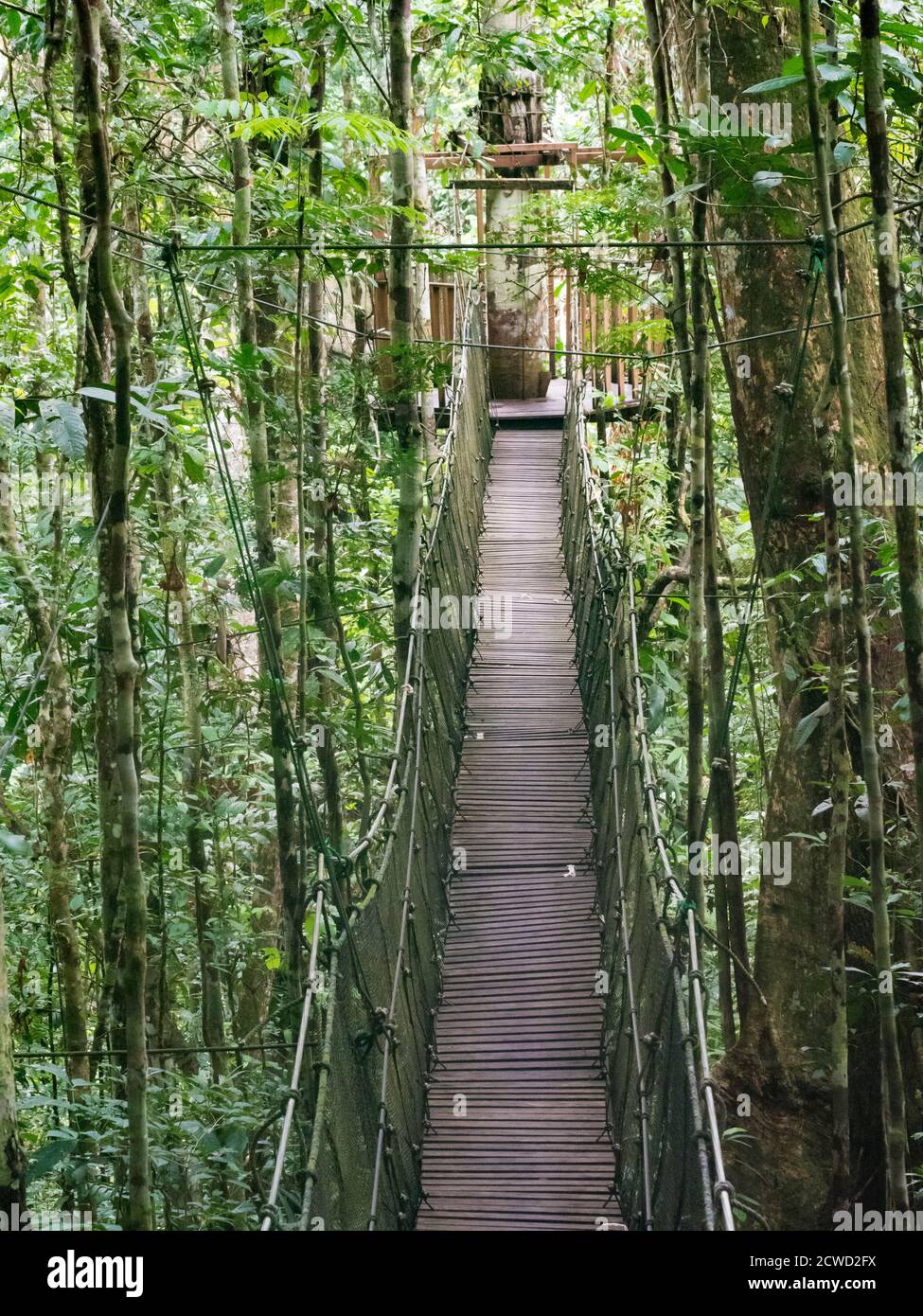 Puente aéreo de canopy para turistas en el Parque Natural Amazonas, Río Marañón, Nauta, Perú. Foto de stock