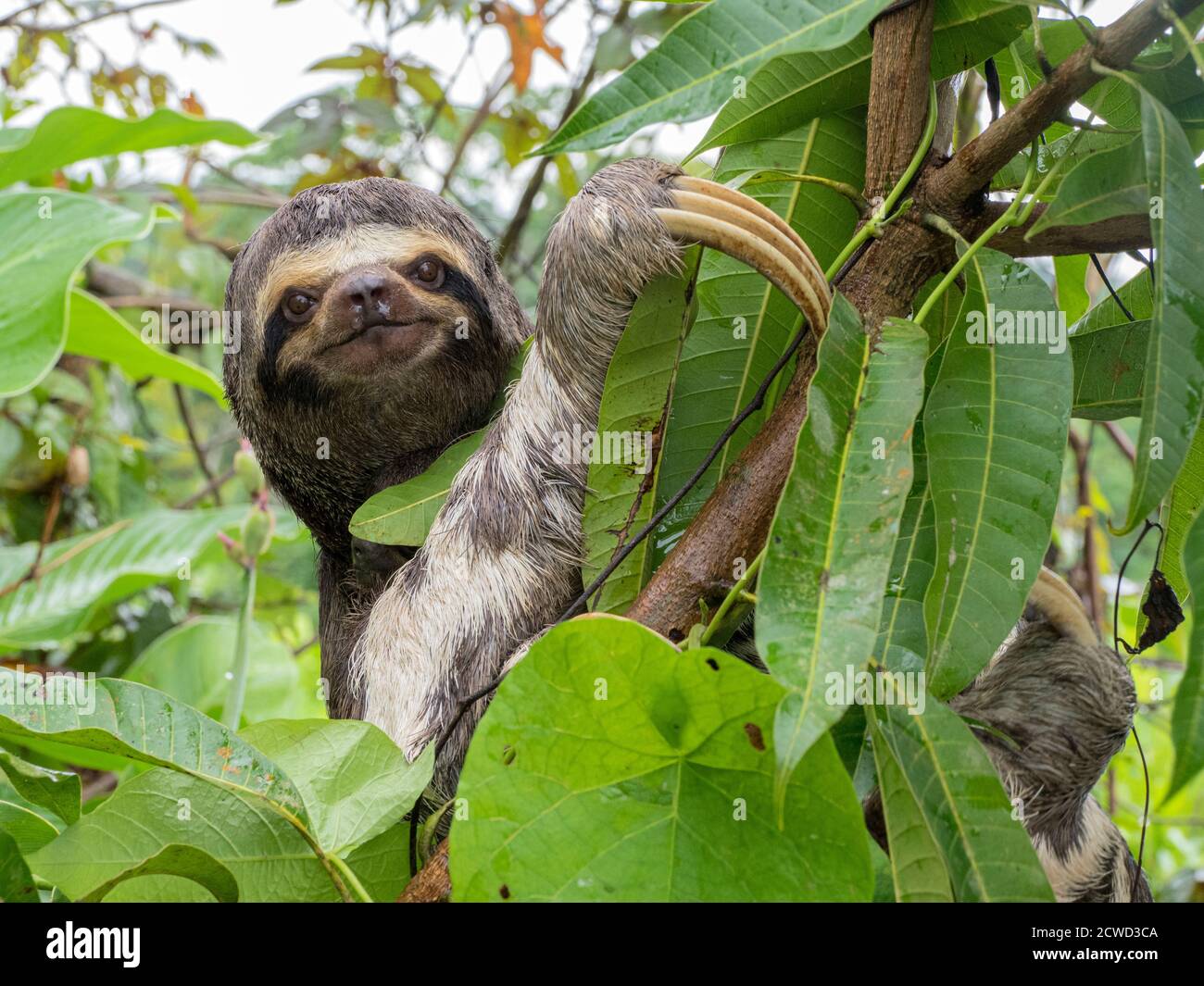 Adulto perezoso de garganta marrón, Bradypus variegatus, el pueblo de San Francisco, Loreto, Perú. Foto de stock