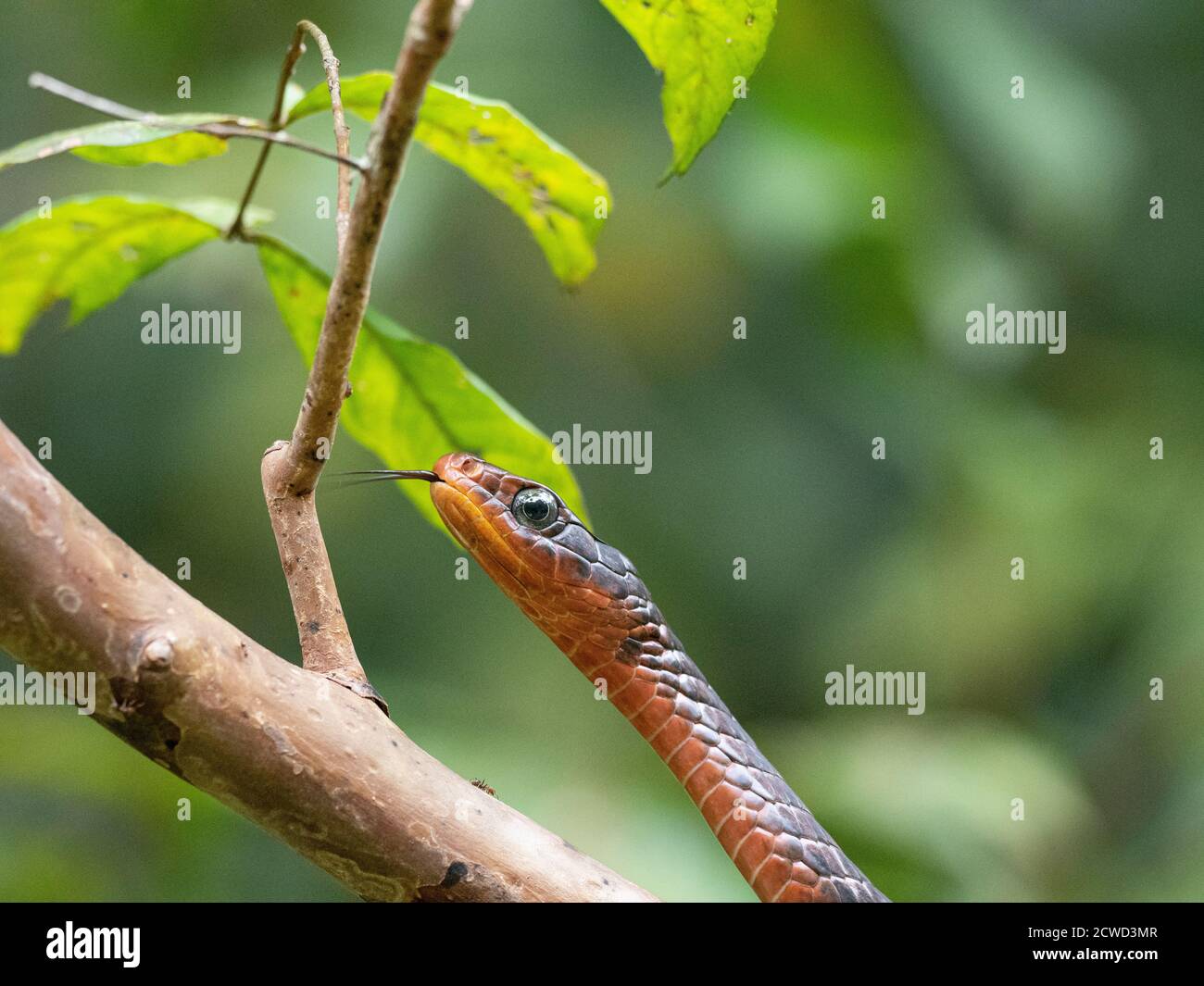 Una serpiente de espino oxidada adulta, Chironius scurrulus, escondido en el follaje, Iricahua Caño, Cuenca Amazónica, Loreto, Perú. Foto de stock