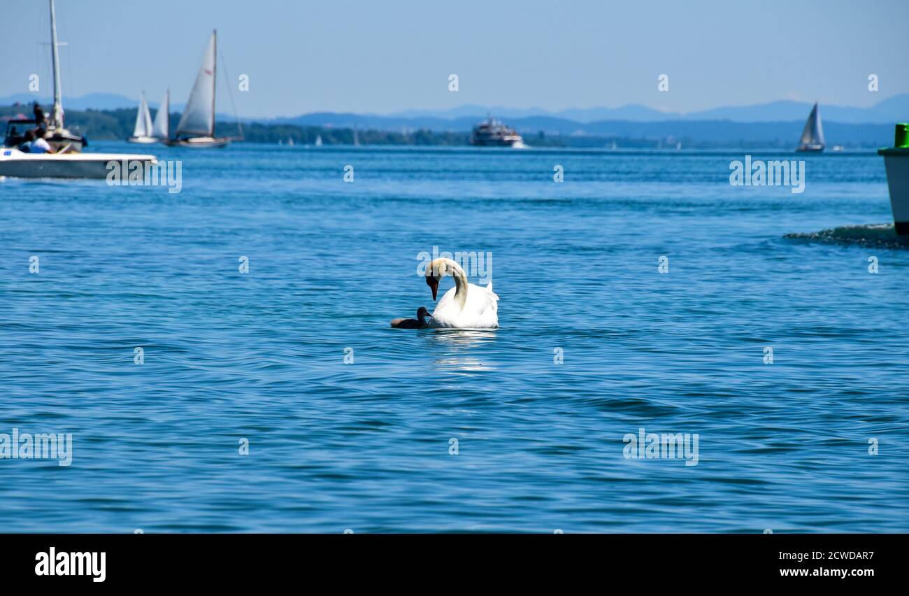 Cisne con los jóvenes en el agua. Foto de stock