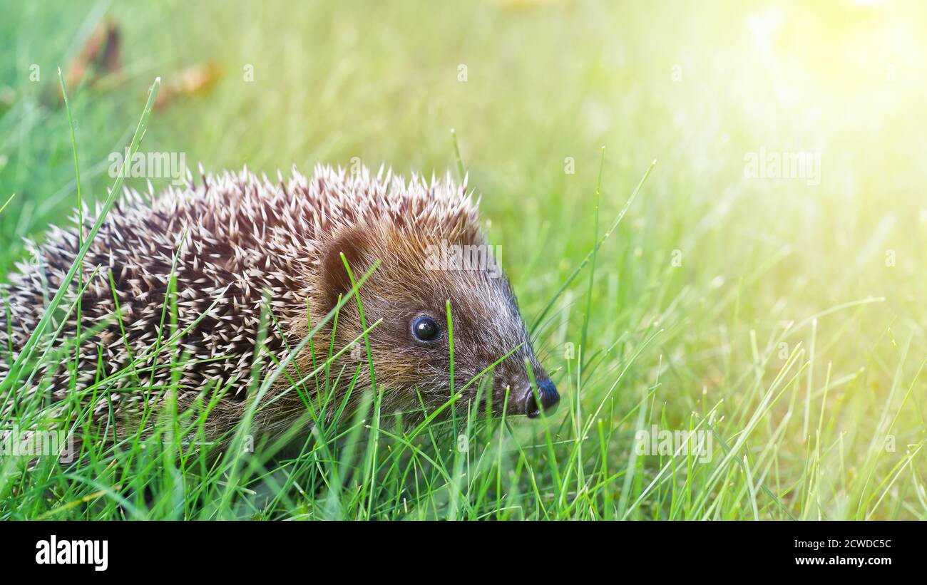 Jedgehog joven en el jardín caminando en la hierba Foto de stock