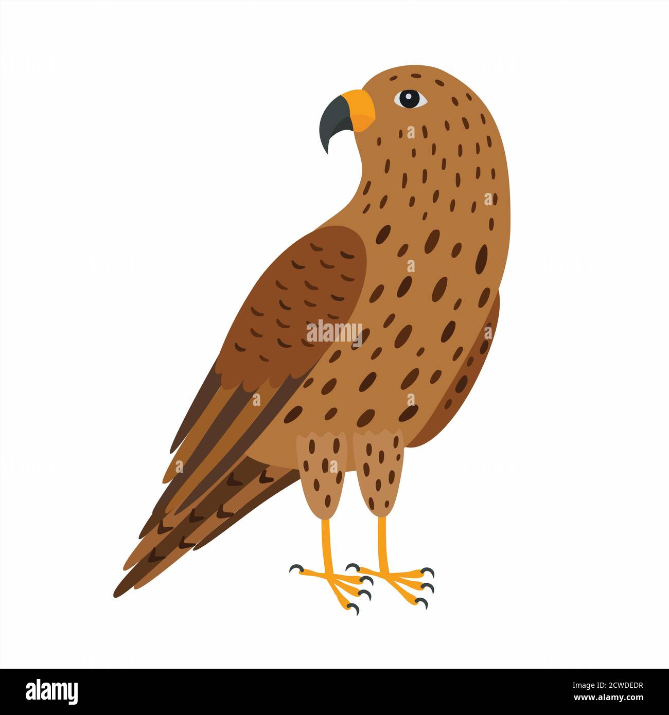 Pájaro halcón. Ilustración vectorial aislada sobre fondo blanco. Ilustración del Vector