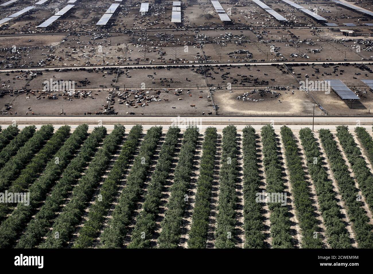 Un campo de almendros se ve junto a un rancho ganadero en Coalinga en el  Valle Central, California, Estados Unidos 6 de mayo de 2015. Las almendras,  un componente importante de la
