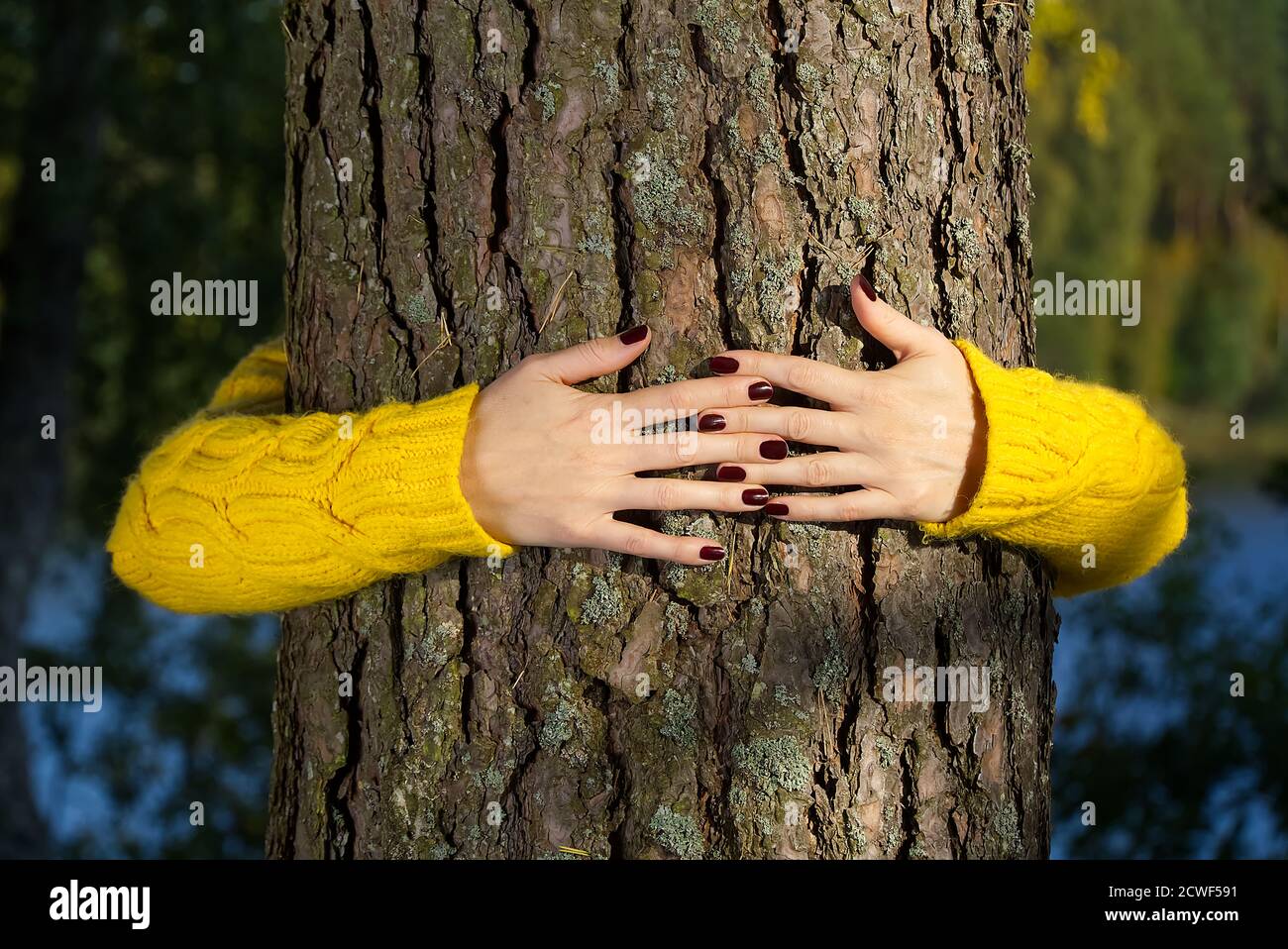 Manos de la mujer abrazando el tronco del pino en el bosque de otoño concepto de ecología y medio ambiente, estilo de vida ecológico - cambiar el mundo, la protección para la vida y el planeta Foto de stock