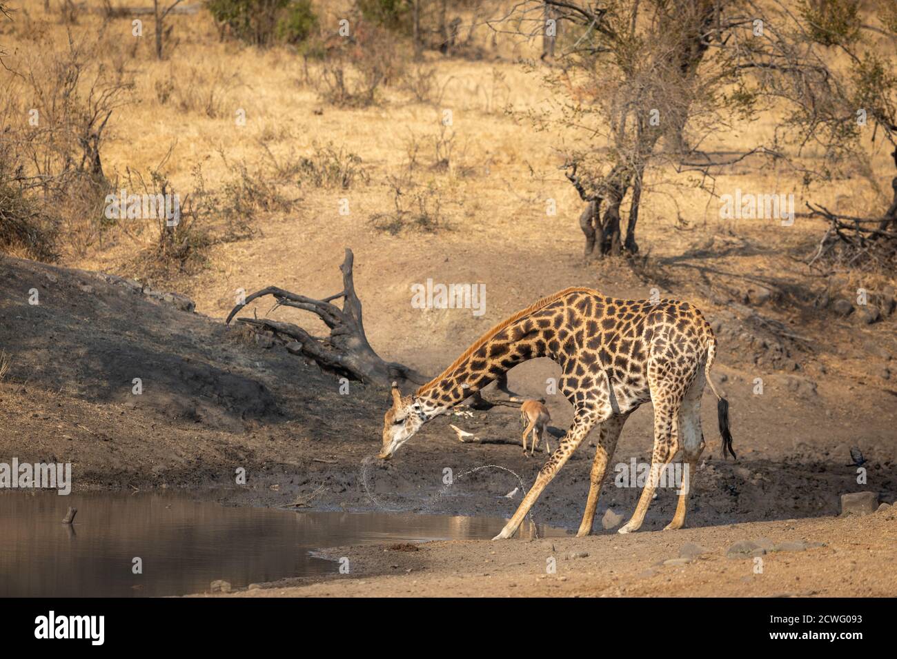 Retrato horizontal de una jirafa masculina adulta que se inclina hacia abajo bebiendo Agua en el Parque Kruger en Sudáfrica Foto de stock