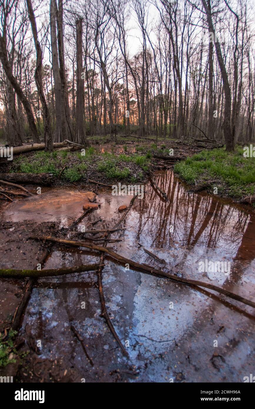Un humedal arbolado por la noche, esta porción de Carolina del Norte fue designada recientemente como parte del hotspot de biodiversidad de la llanura costera. Foto de stock