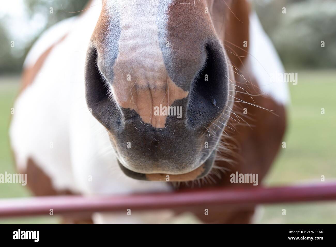 El hocico del caballo es marrón y blanco. Nariz de caballo Fotografía