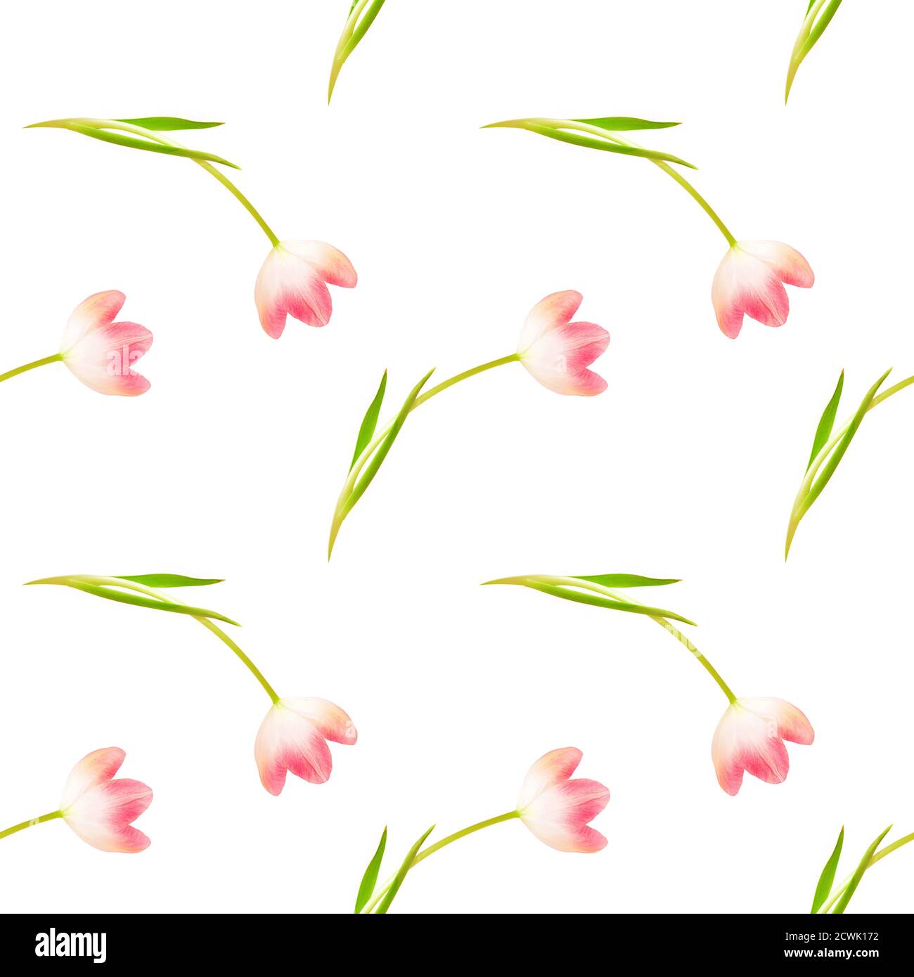 Tulipanes sin costura fotografías e imágenes de alta resolución - Alamy