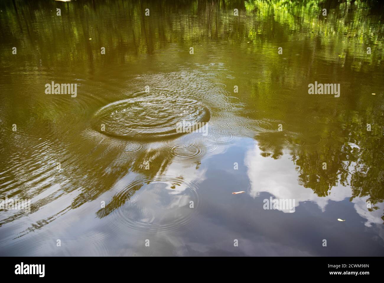 La perturbación en un estanque tranquilo envía ondulaciones hacia fuera. Foto de stock