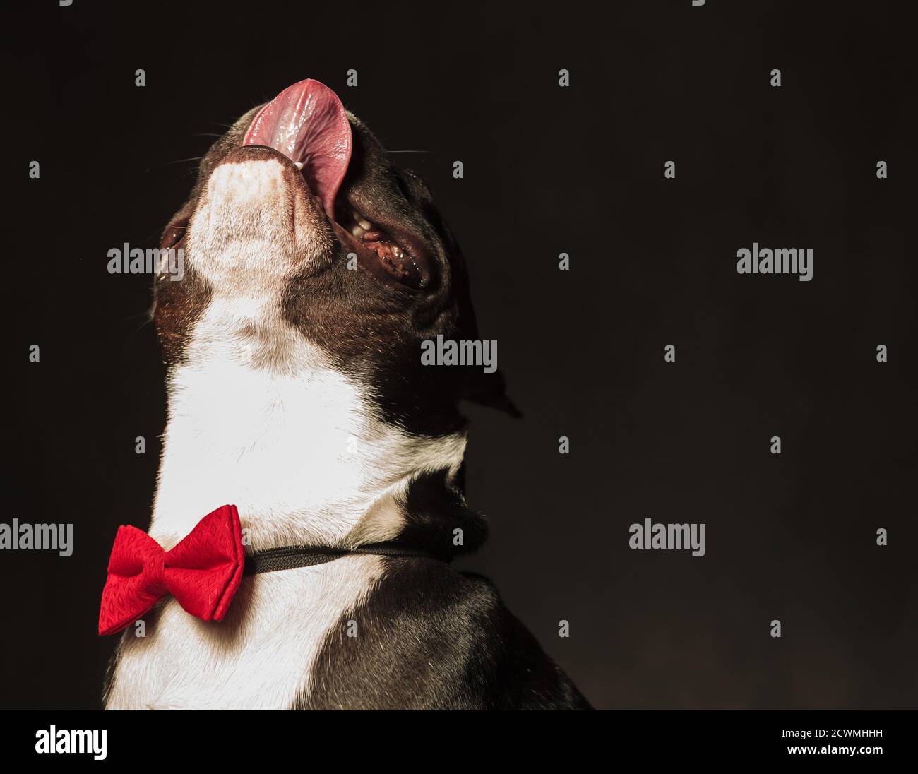 primer plano de un adorable cachorro de bulldog francés lamiendo su nariz de pie con la cabeza hacia arriba, llevando lazo instudio Foto de stock