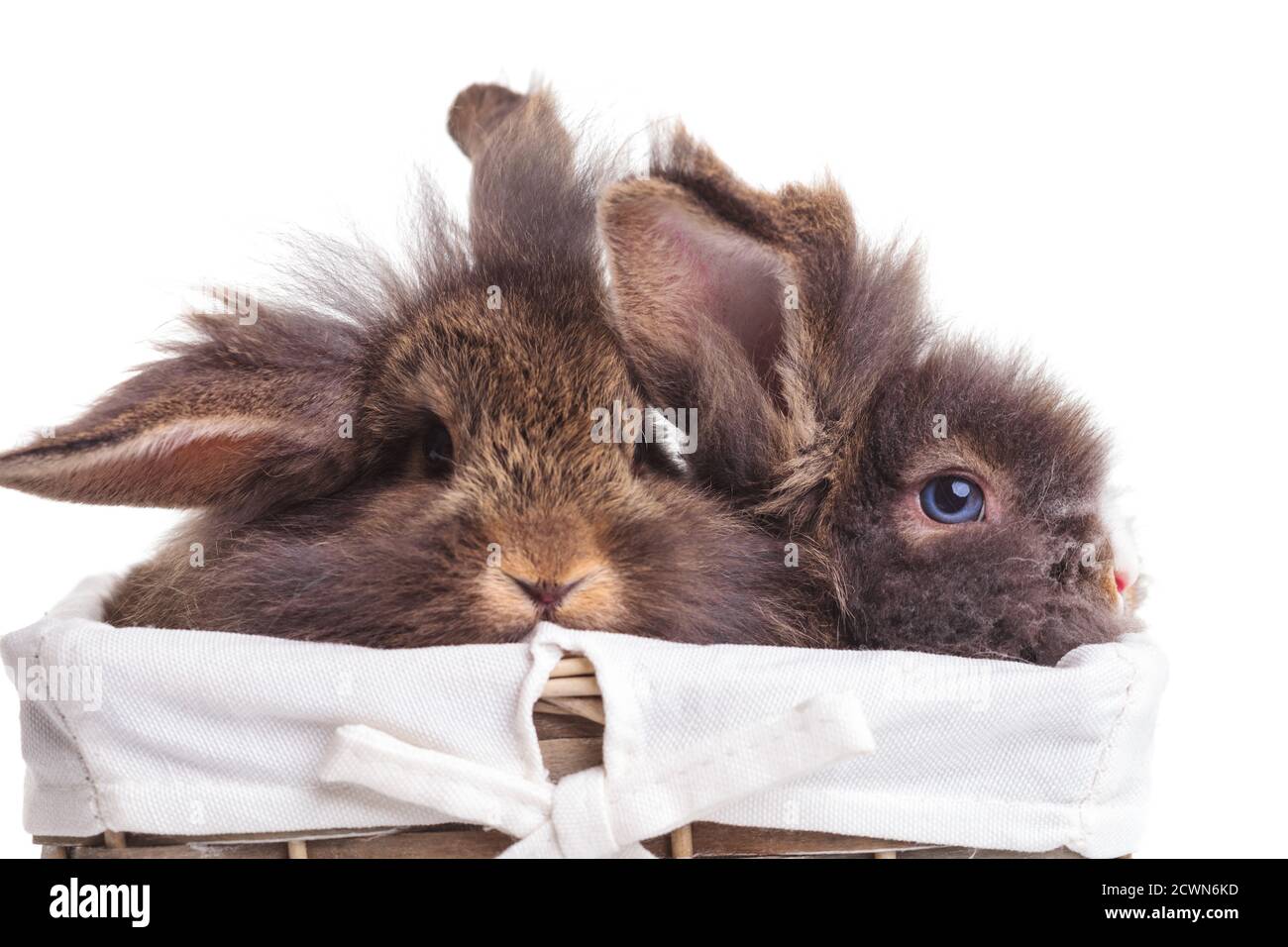 Dos lindos conejitos de conejo cabeza de león sentados dentro de una canasta de madera. Foto de stock