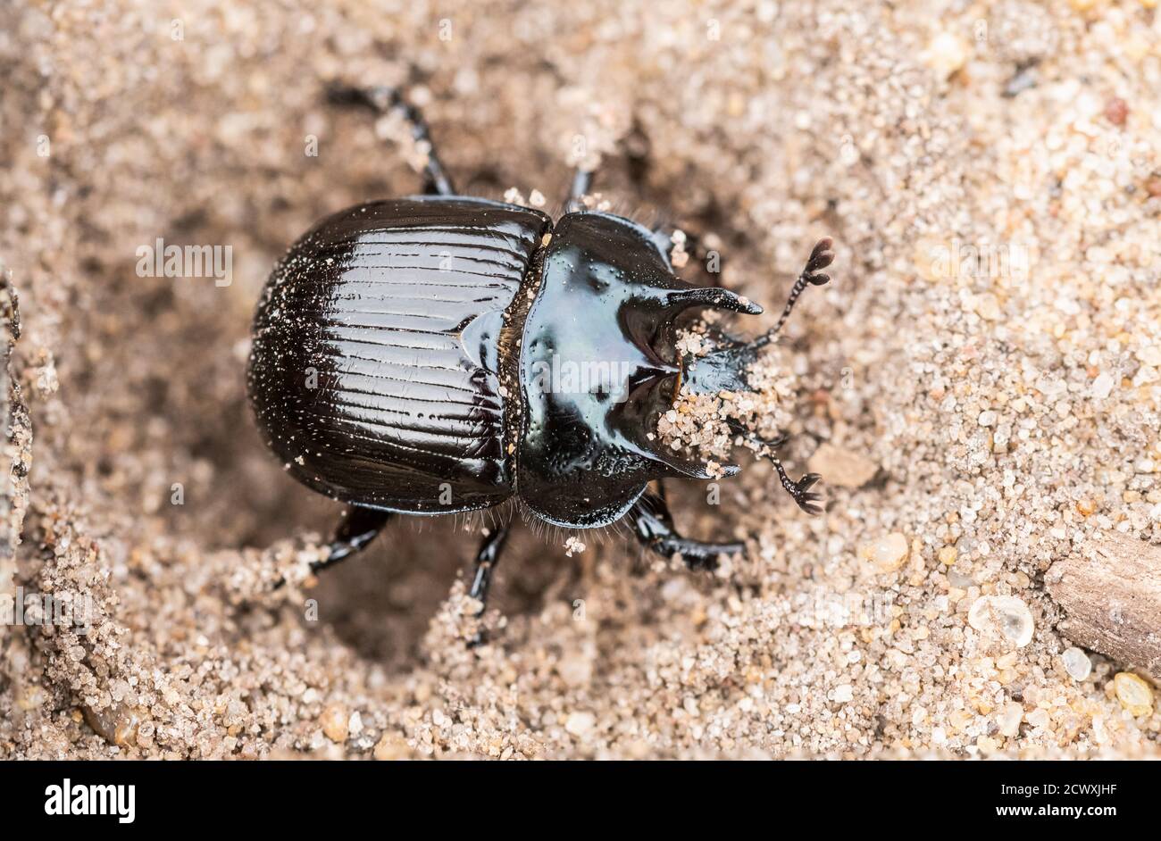 El escarabajo de Minotaur (Typhaeus typhoeus), un escarabajo de estiércol, en la tierra de la arena, Reino Unido Foto de stock
