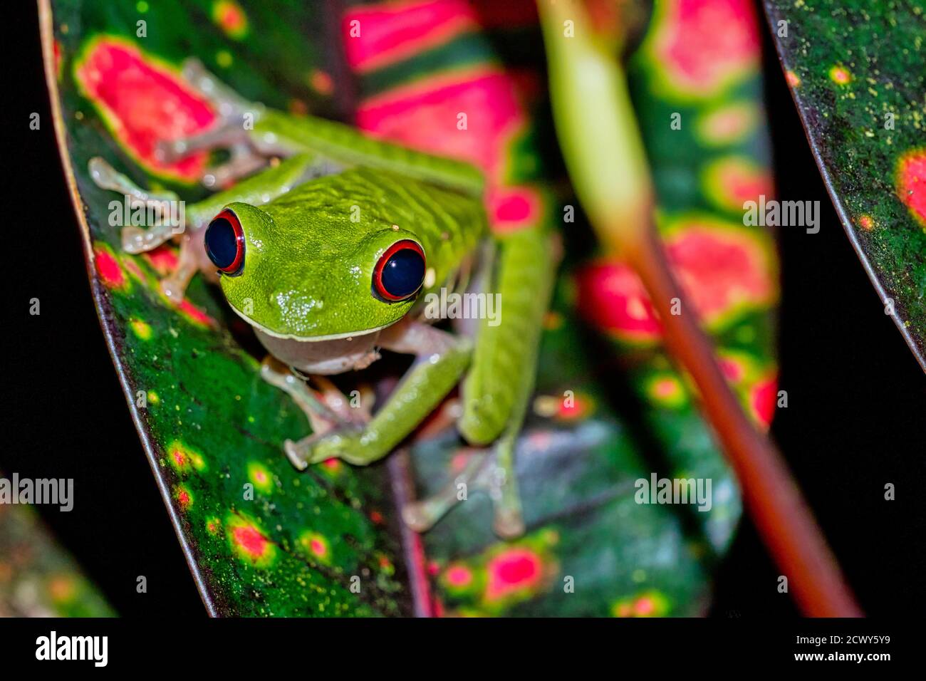 Rana de ojos rojos, Agalychnis callidryas, Selva Tropical, Parque Nacional Corcovado, Área de Rana de ojos rojos, Agalychnis callidryas, Selva Tropical, Parque Nacional Corcovado, Área de