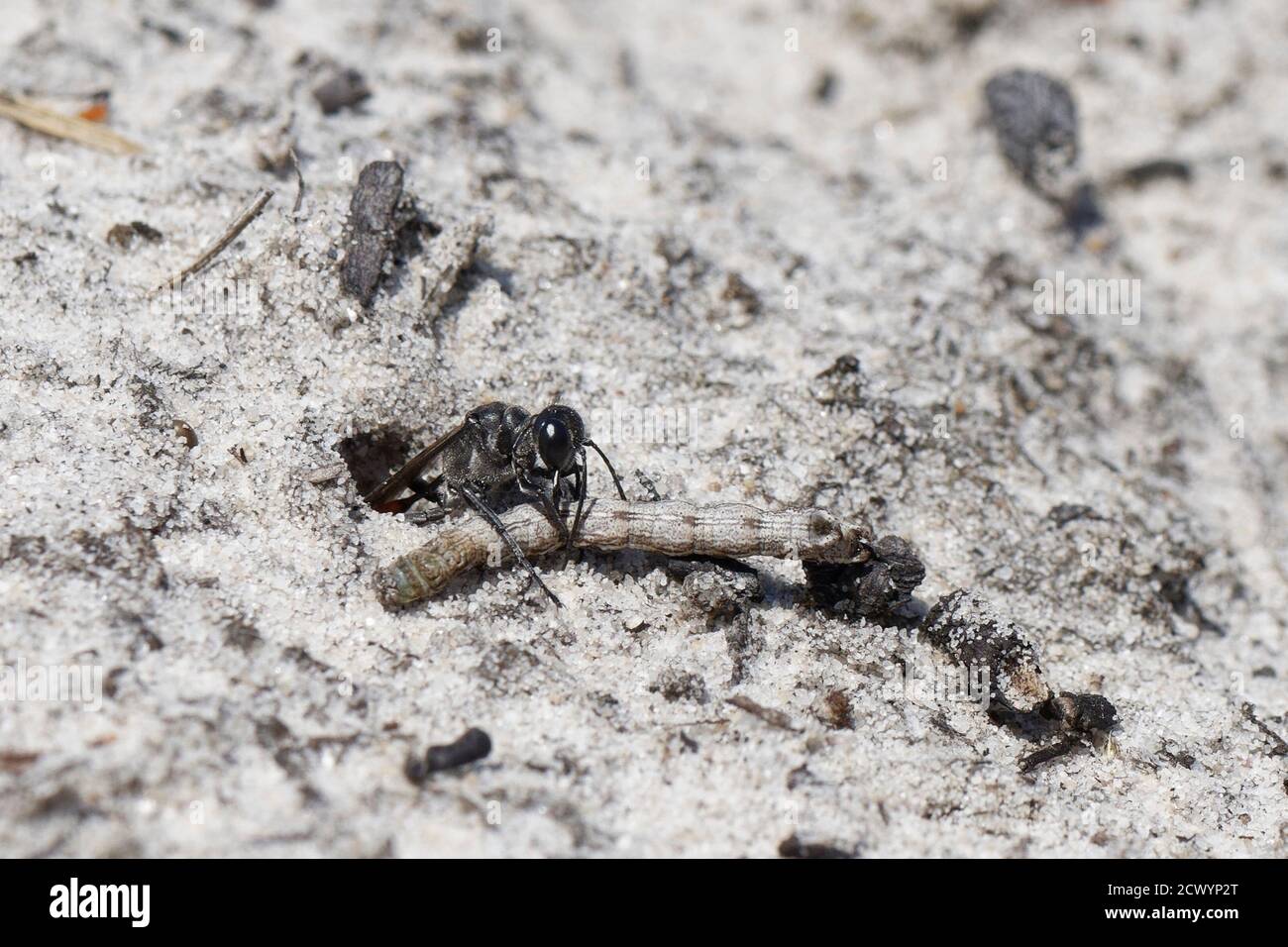 Avispa de arena de Heath (Ammophila pubescens) tirando de una oruga paralizada sostenida en sus mandíbulas en su madriguera para alimentar su creciente larva, Dorset heathland, Reino Unido Foto de stock
