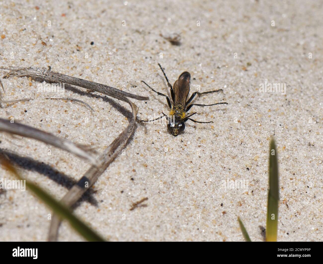 Avispa de arena de Heath (Ammophila pubescens) tomando sol en las dunas de arena bajo el sol caliente y levantando sus piernas, Dorset breathland, Reino Unido, mayo. Foto de stock