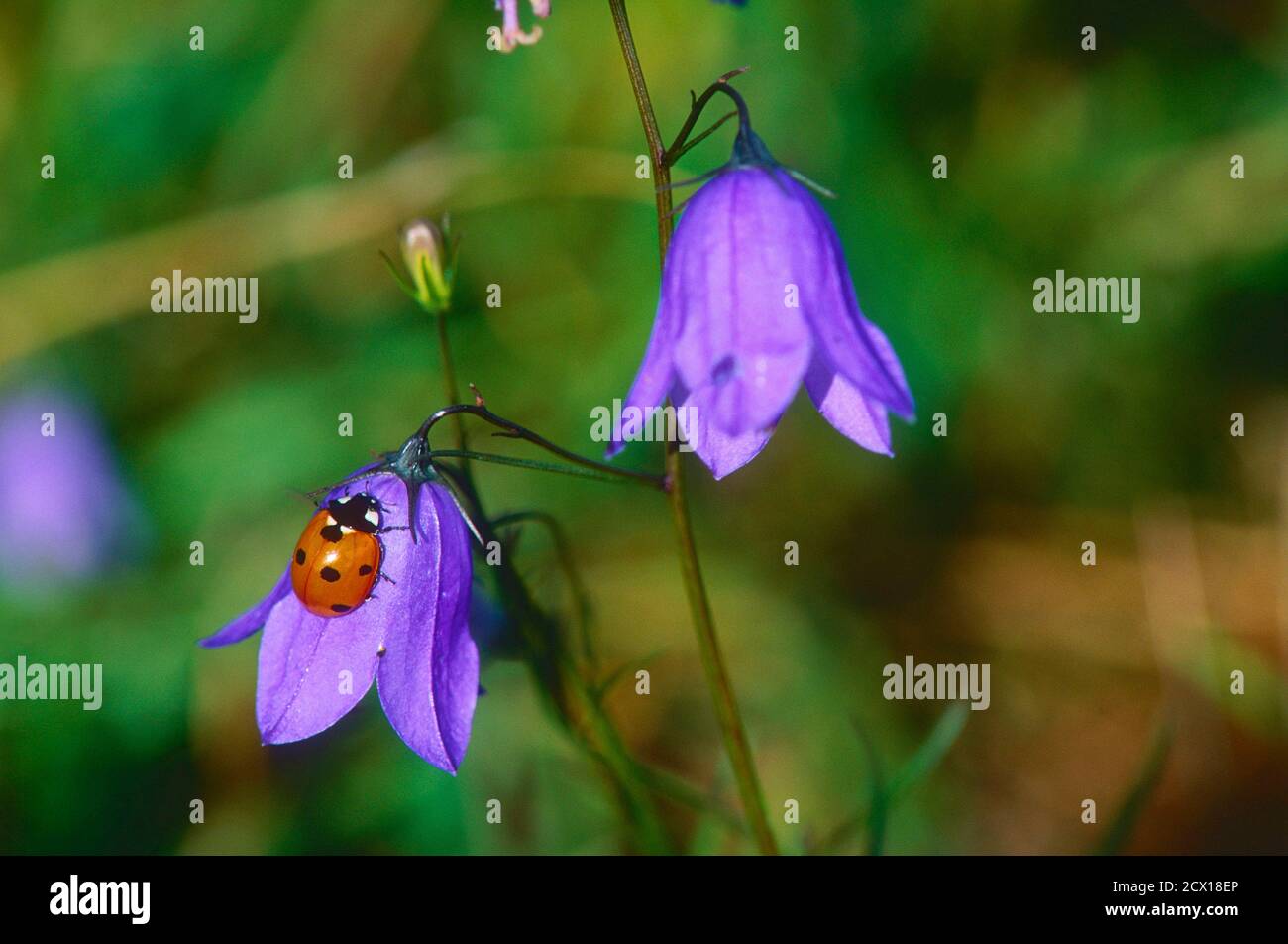 Siete puntos Ladybird, Coccinella septempunctata, Coccinellidae, escarabajo, insecto, animal, en flor de la bellino, Suiza Foto de stock