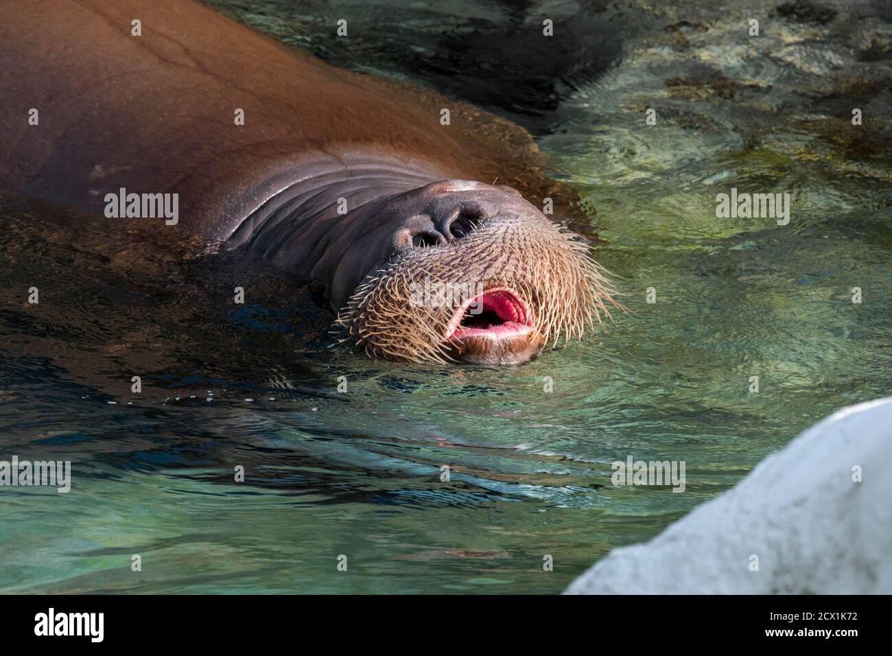 Morsa (Odobenus rosmarus) nadando en el agua, cerca de la cabeza mostrando susurros / vilissae Foto de stock