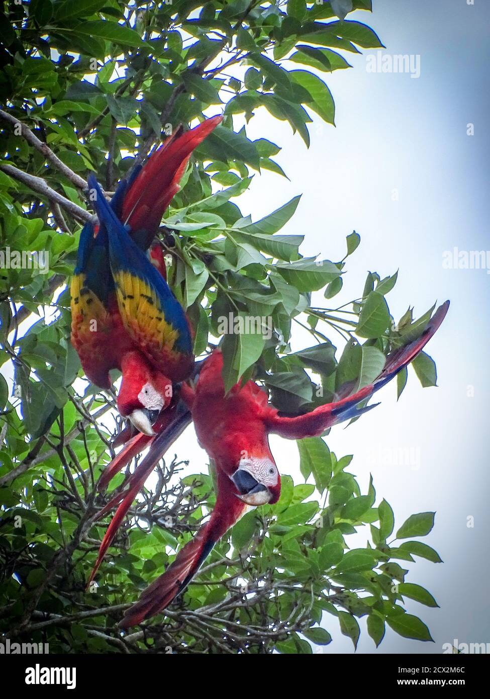 Guacamayos escarlata en almendros Foto de stock