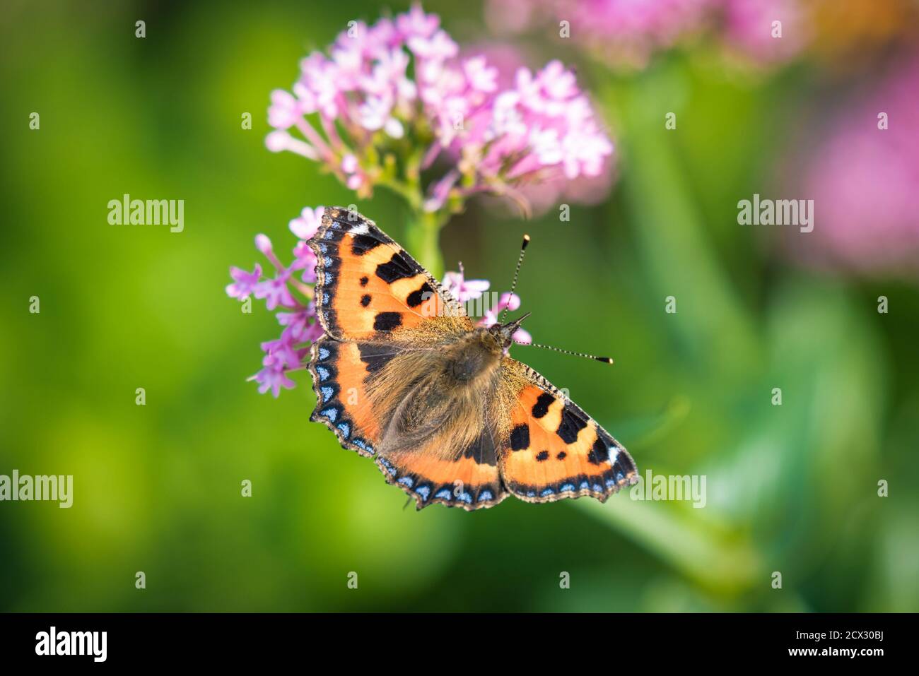 Una pequeña mariposa Tortoiseshell que se alimenta de néctar de flores, que se tomó a finales del verano en Irlanda Foto de stock