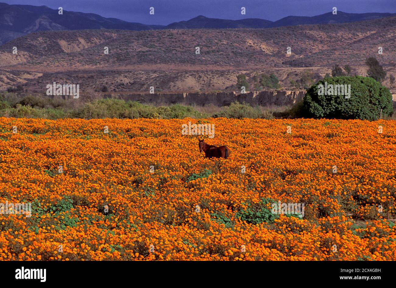 México, Baja California, el Rosario, lechos de flores, el Rosario  Fotografía de stock - Alamy
