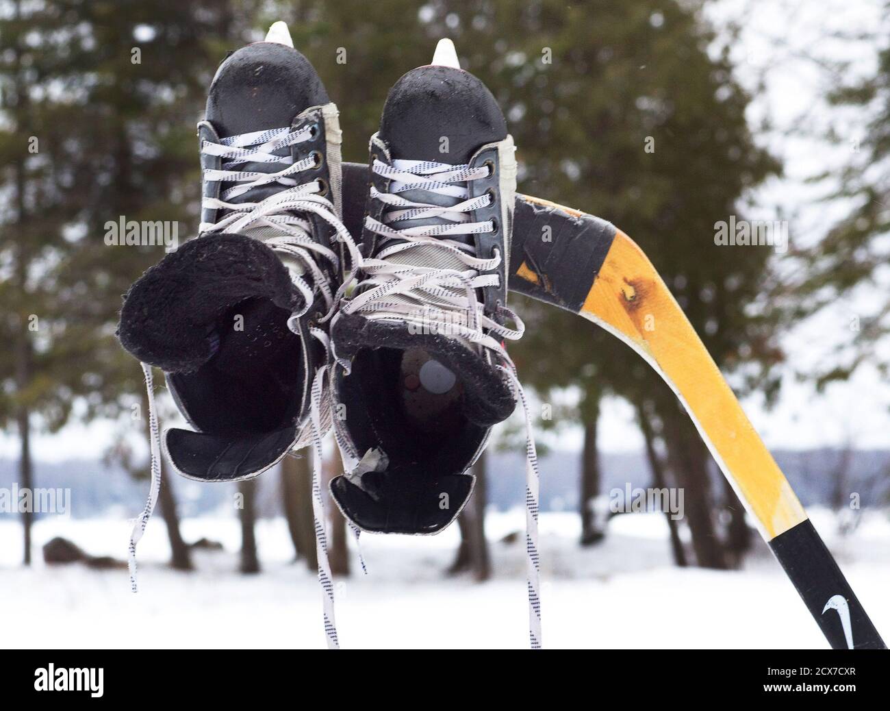 Hockey skates hang from a hockey stick next to a pond hockey rink on Pigeon  Lake in the city of Kawartha Lakes Ontario February 8, 2015. Hockey-mad  Canadians are looking forward to
