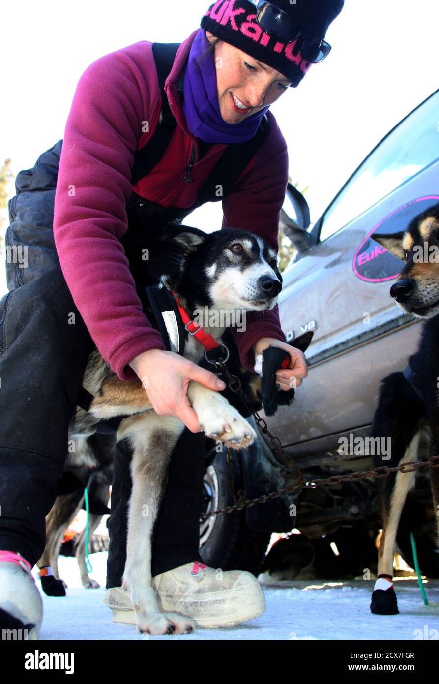 iditarod sled dog booties