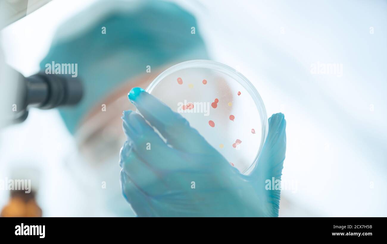 Placa de Petri con células virales en manos de un microbiólogo. Foto de stock