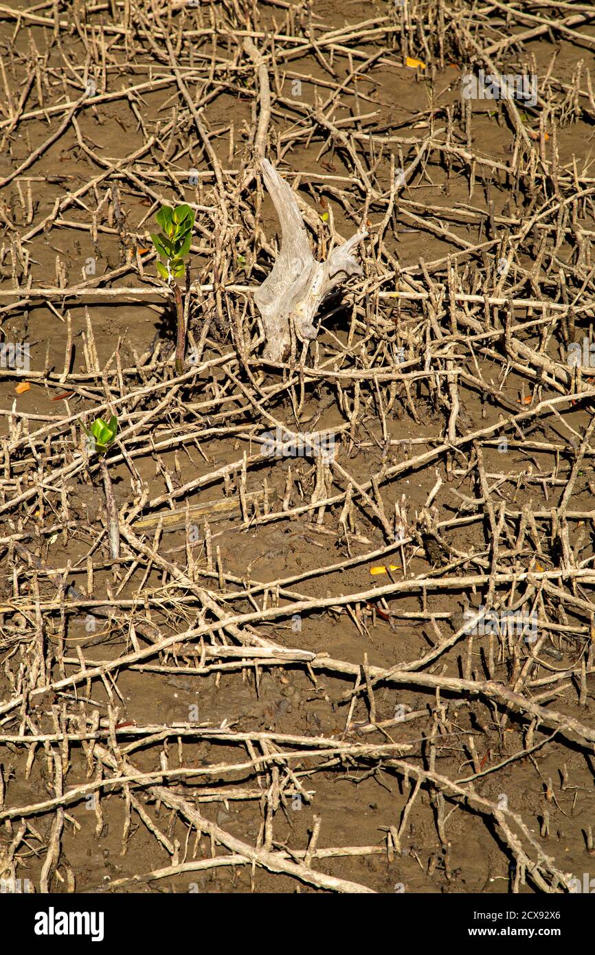 Las raíces del manglar en el barro. Foto de stock