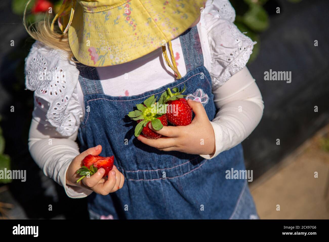 Una niña de dos años recogiendo fresas. Foto de stock
