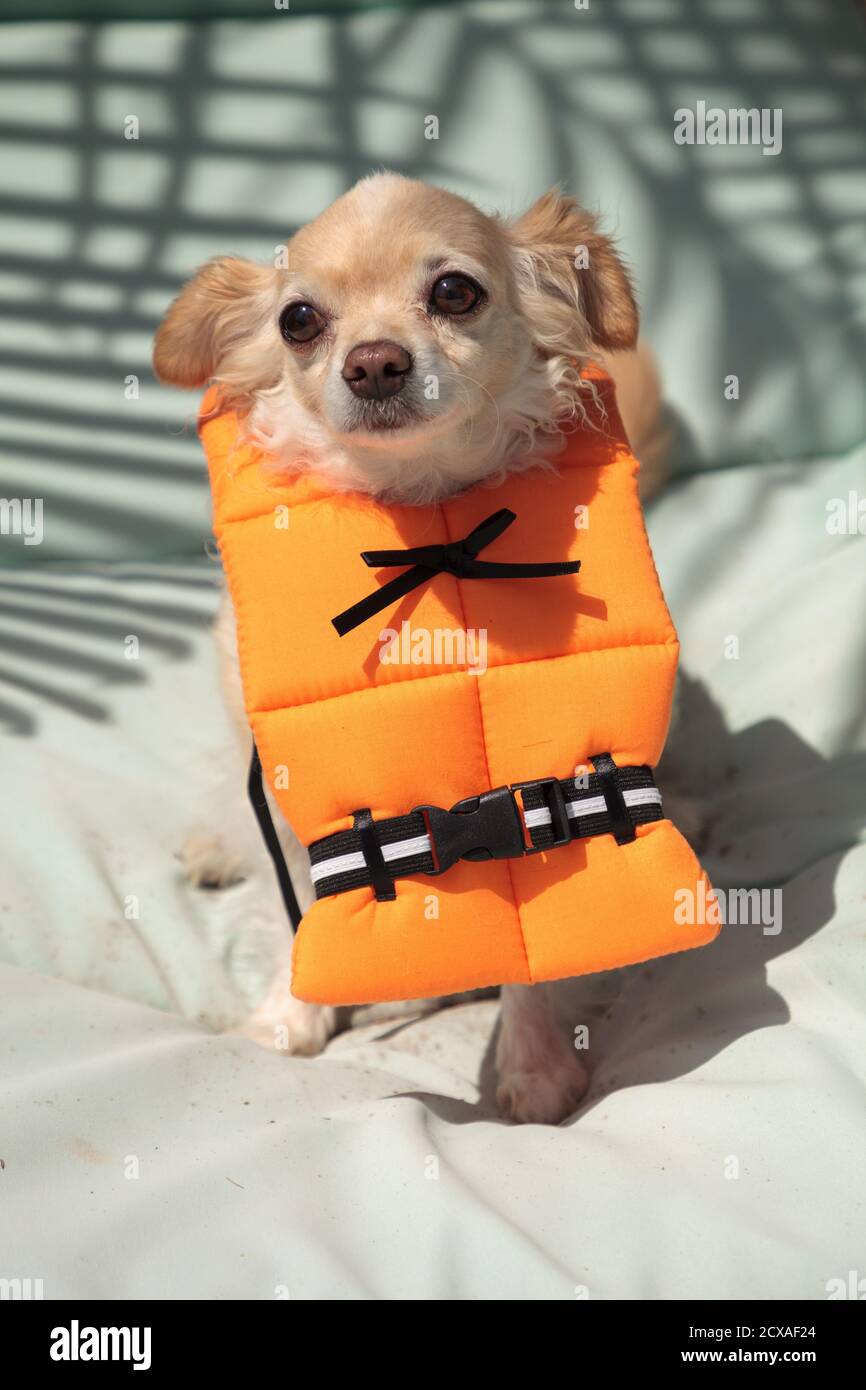 Chihuahua en un disfraz de halloween fotografías e imágenes de alta  resolución - Alamy