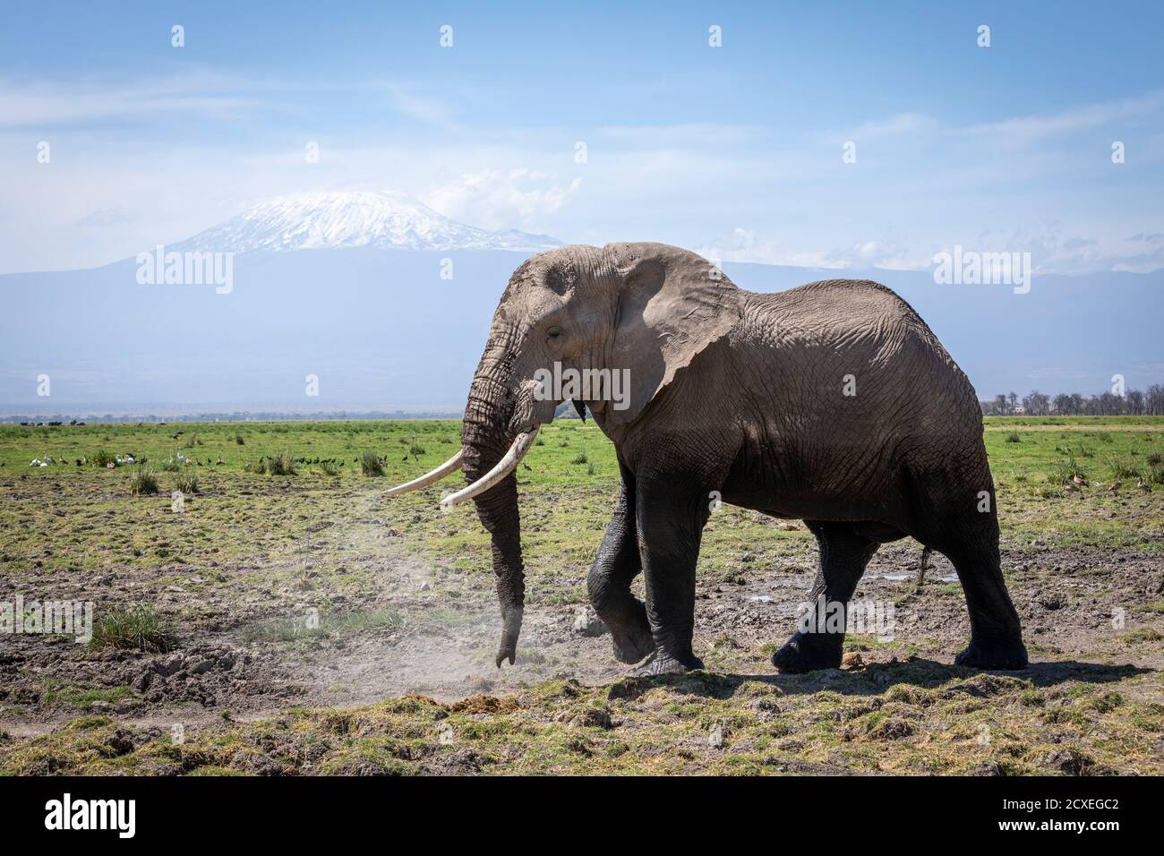 Gran elefante toro caminando en Amboseli con el Monte Kilimanjaro en Los antecedentes en Kenia Foto de stock