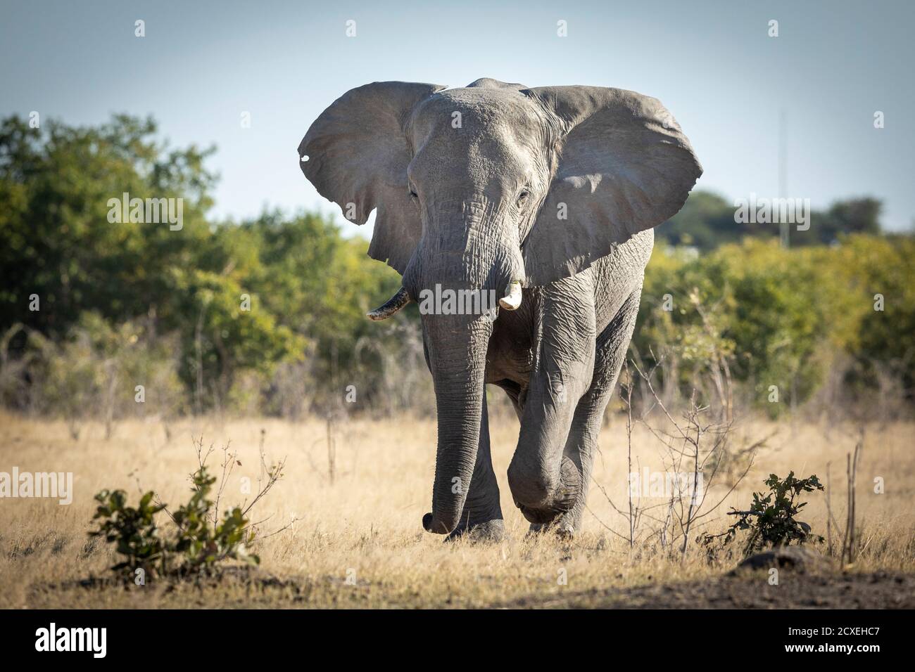 Joven elefante toro corriendo hacia la cámara en Savuti en Botswana Foto de stock