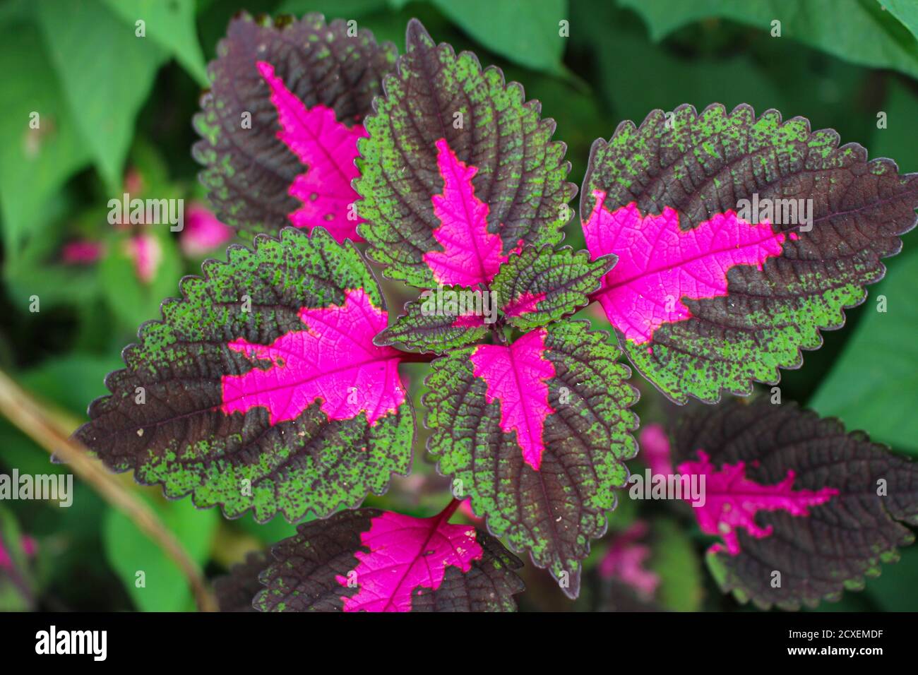 Hojas beautyful, hojas multicolor rosa, púrpura y hojas de color verde creciendo en el jardín Foto de stock