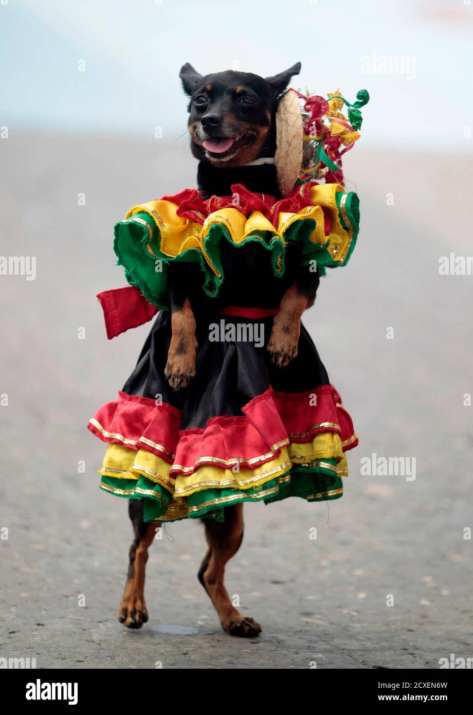 Un perro vestido como bailarín de Cumbia actúa durante un desfile en el  carnaval de Barranquilla en Colombia el 5 de marzo de 2011. REUTERS/José  Miguel Gómez (COLOMBIA - Tags: SOCIEDAD DE