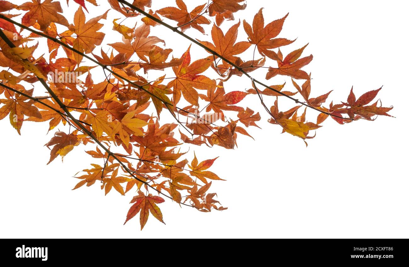 Rama de hojas de arce de otoño aisladas sobre fondo blanco con trazado de recorte Foto de stock