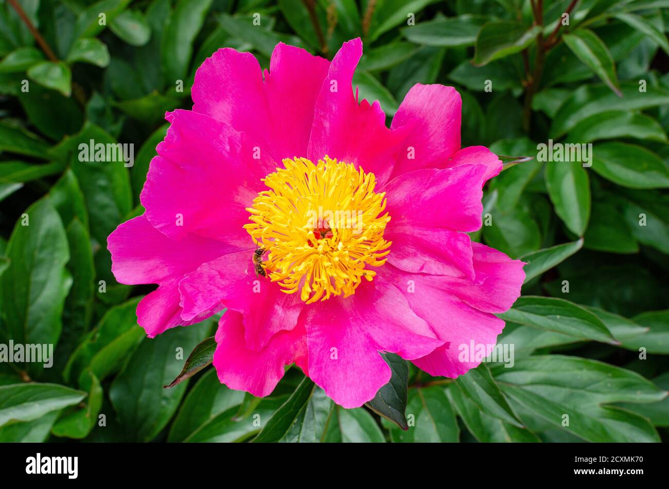 Peonía china rosa con pétalos medios amarillos brillantes. Paeonia  lactiflora 'Thoma' 1919, en la botánica de Polonia Fotografía de stock -  Alamy